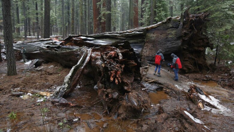 Tormenta derriba icónico 'árbol túnel' de California, Estados Unidos