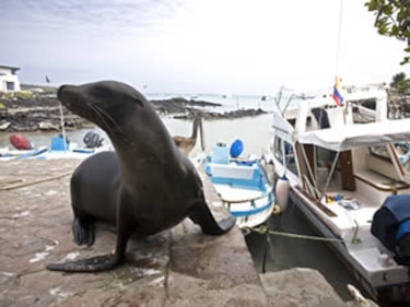 Pescadores de las Galápagos en una encrucijada
