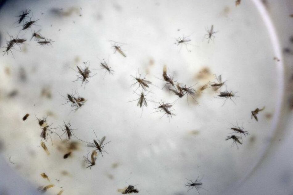 Investigadores crean clon del Zika