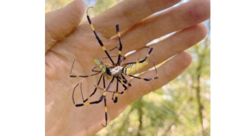 Arañas de Asia colonizan la costa este de Estados Unidos