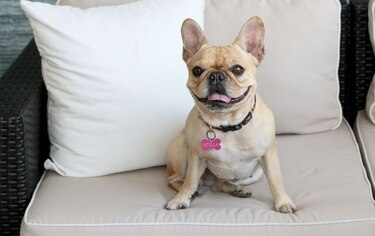 Los perros rechazan a las personas desagradables con sus dueños, según estudio