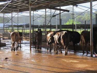 Mida relaciona casos de brucelosis bovina al contrabando de reses