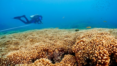 Nuevo estudio revela que los arrecifes de coral del Pacífico Oriental podrían sobrevivir hasta el 2060