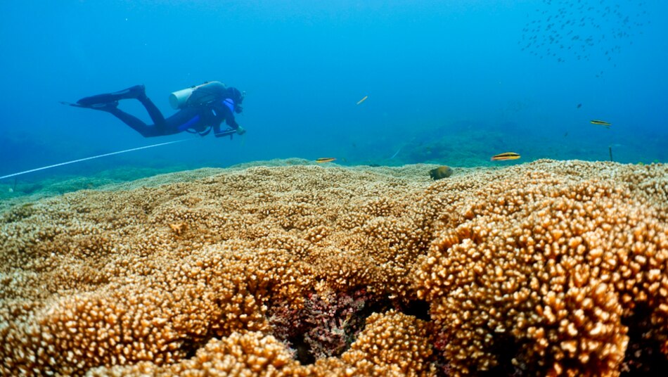 Nuevo estudio revela que los arrecifes de coral del Pacífico Oriental podrían sobrevivir hasta el 2060