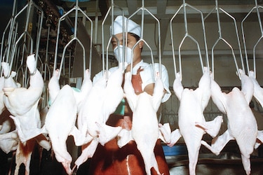 Disminuye consumo de pollo 