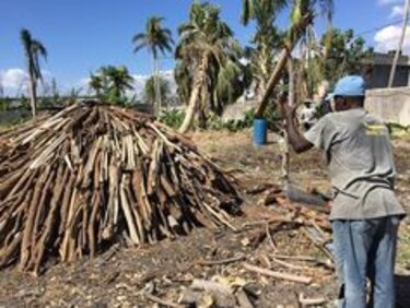 Carbón de leña, el negocio de la vergüenza que genera millones de dólares en Haití y acelera el cambio climático