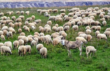 Los metales pesados contaminan hasta un 17% de las tierras cultivables del mundo, según un estudio