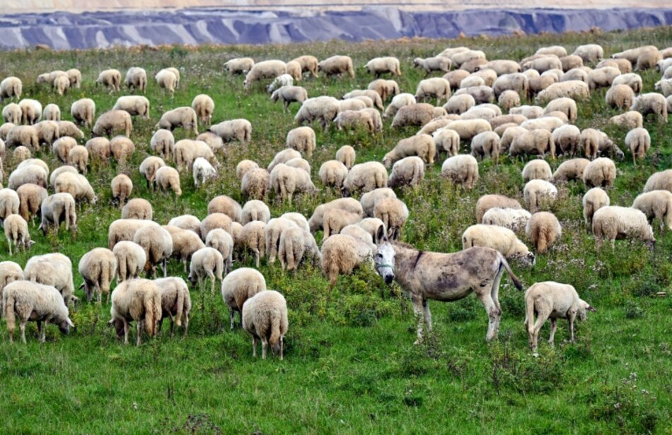 Los metales pesados contaminan hasta un 17% de las tierras cultivables del mundo, según un estudio