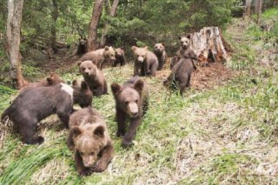 Escuela para osos huérfanos