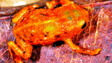 Hallan nuevas especies de ranas en Brasil