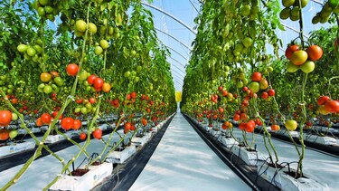 Al compás del agro digital