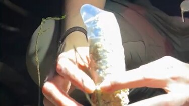 Cómo 40 condones ayudaron a estudiar a las cigarras en la Amazonía