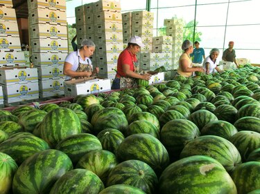 Exportaciones alcanzarán la barrera de $1,000 millones