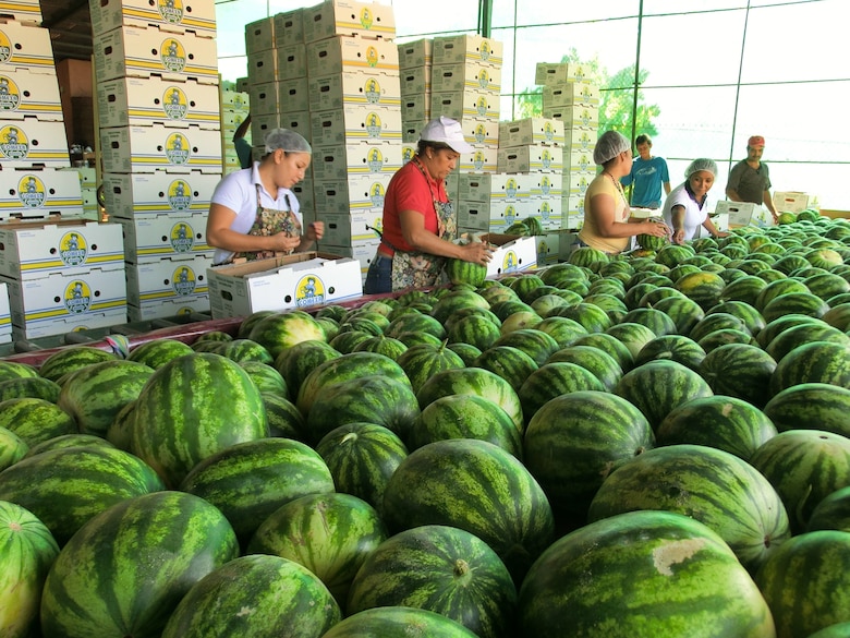 Exportaciones panameñas descendieron -7.8% en 2023 afectadas por caída de las ventas de cobre