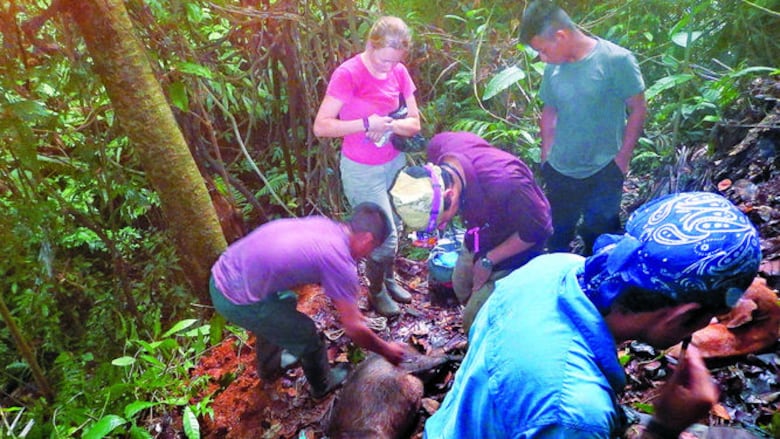 Puercos de monte en Mesoamérica