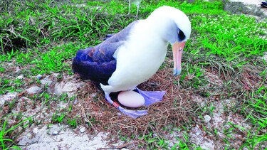 Una albatros pone un huevo a sus 66 años y busca un récord
