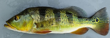 El Lago Gatún y el pez ‘sargento’