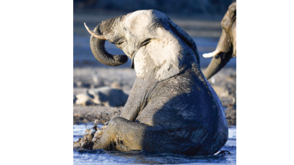 Científicos británicos usan satélites para contar elefantes