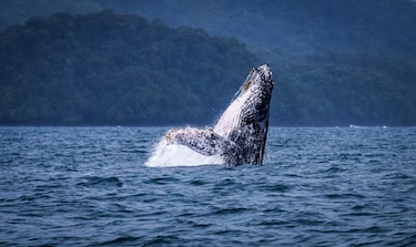 Nadar con ballenas está prohibido: MiAMBIENTE recuerda las normas de avistamiento