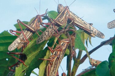 Alistan drones para combatir langosta centroamericana