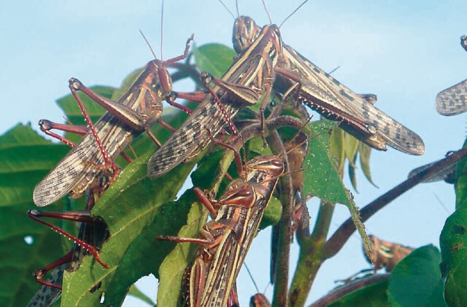 Plaga de langosta se acerca a El Salvador
