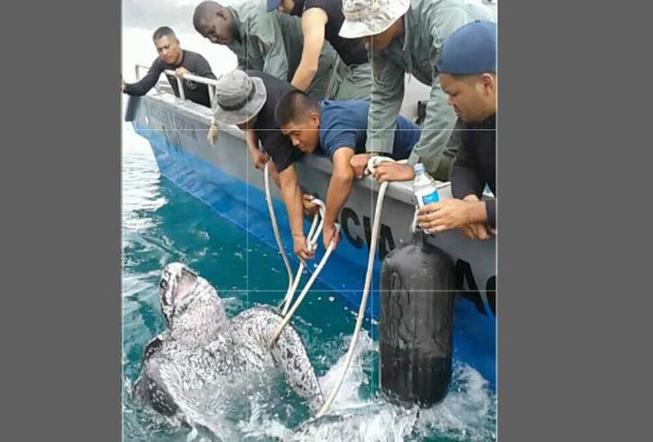 Video: Policía Nacional rescata tortuga de 600 libras atrapada en red de pescadores en Veraguas