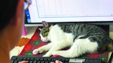 Gatos contra el estrés laboral