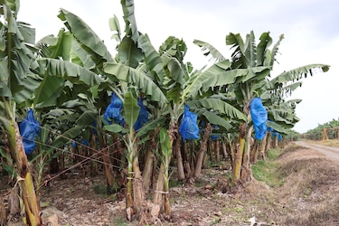 Chiquita inicia pruebas con 17 empacadoras de banano en Changuinola, Bocas de Toro