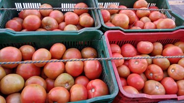 Se inicia la zafra del tomate en la provincia de Los Santos
