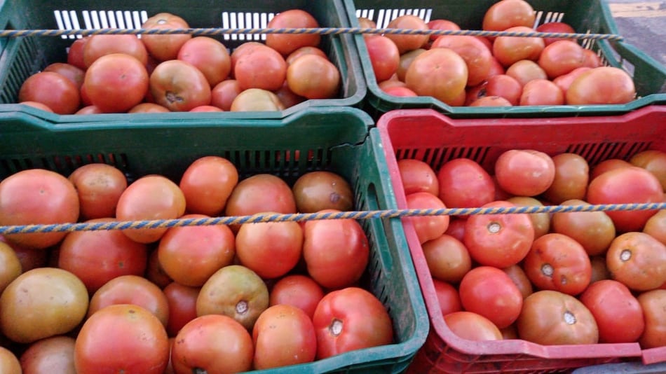 Se inicia la zafra del tomate en la provincia de Los Santos