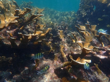 ¿Por qué son importantes los pastos marinos? Clave para la pesca, el clima y la protección costera