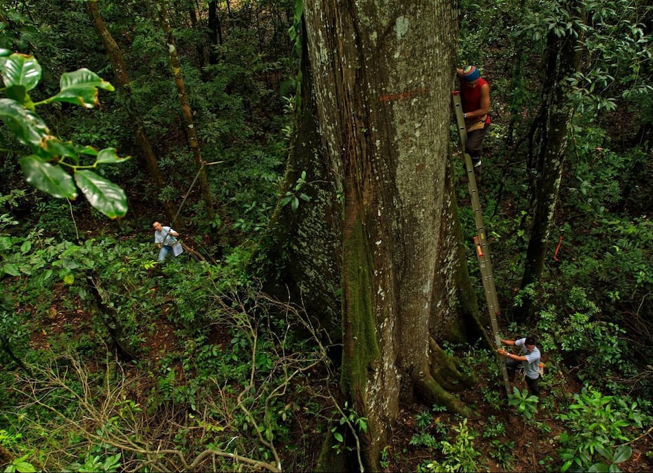 Los bosques tropicales también se miden desde el espacio