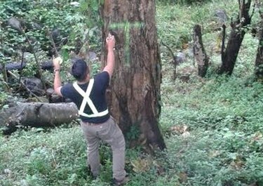 Talarán árboles que son un riesgo para la población en Chiriquí