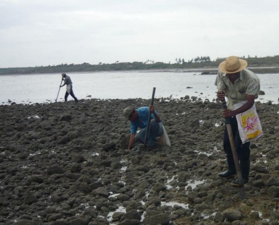 Contaminación del río Guararé pone en peligro sitio de reproducción de longorones en el Pacífico de Azuero