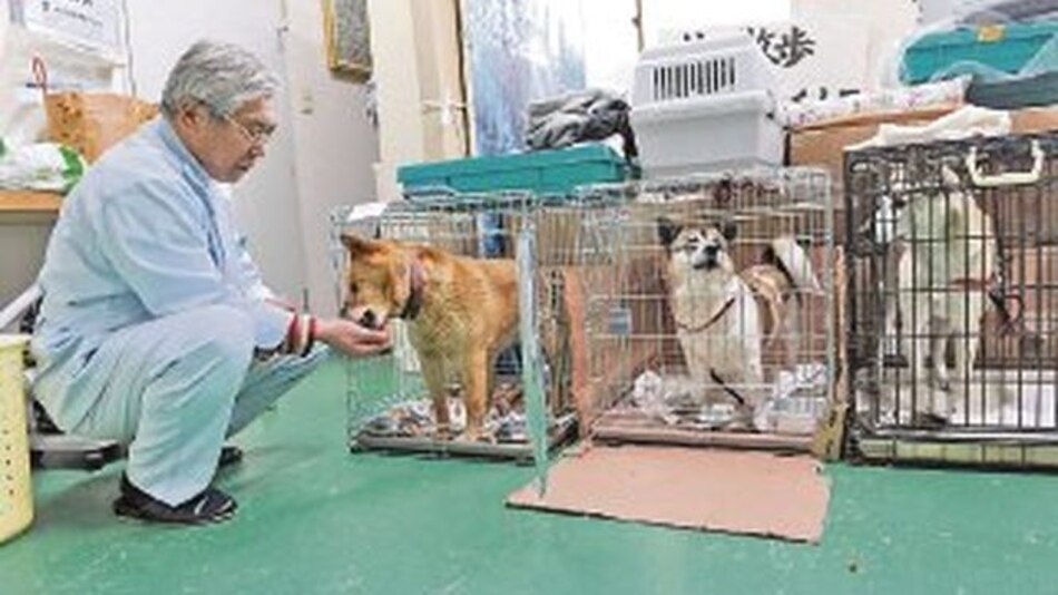 Rescate animal en tragedia de Japón