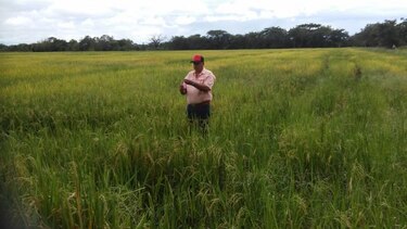 Productores herreranos reportan más de 500 mil dólares en pérdidas