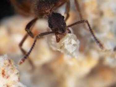 Hallan nueva especie de mosca en Panamá