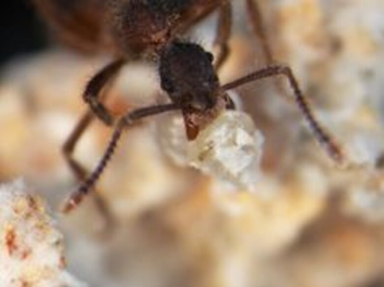 Hallan nueva especie de mosca en Panamá