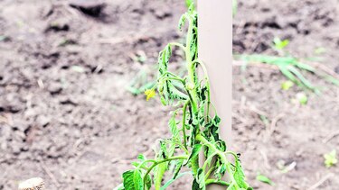 Hongos que afectan la producción agrícola
