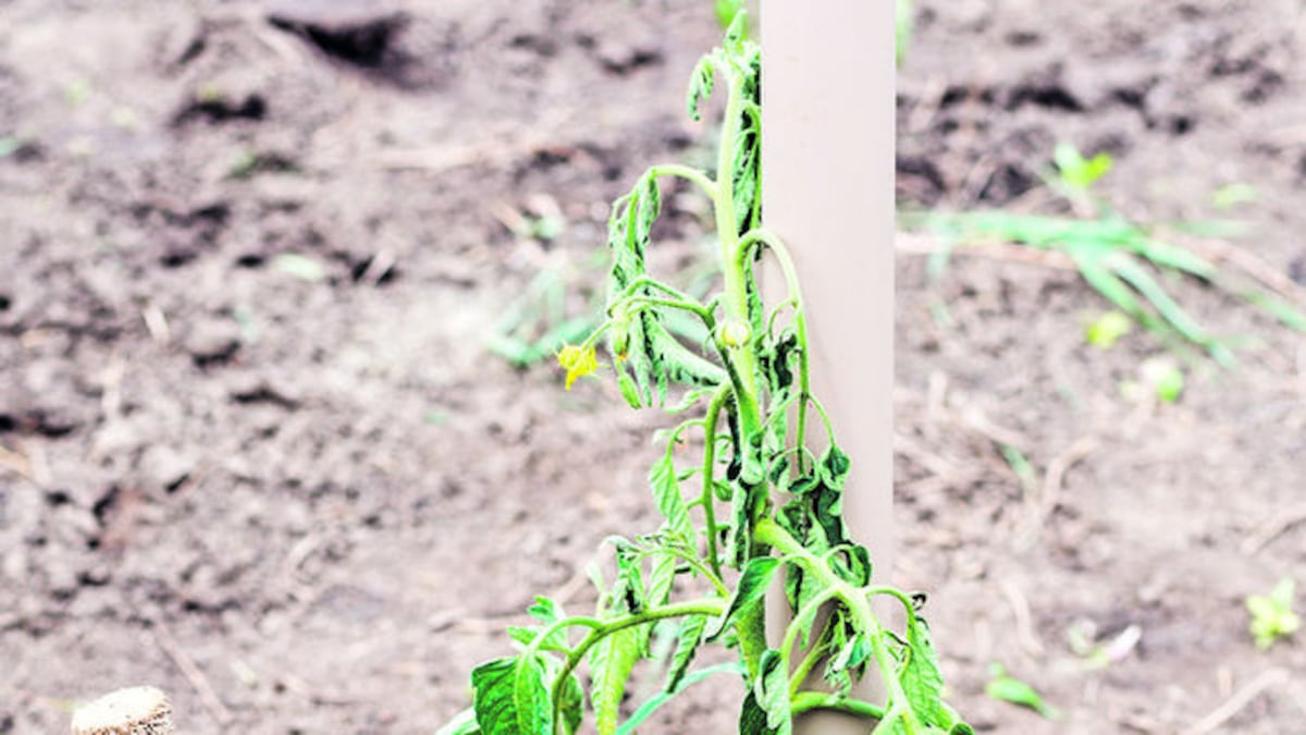 El hongo ‘F. oxysporum’ invade las raíces de la planta, coloniza su sistema vascular y esta se marchita.