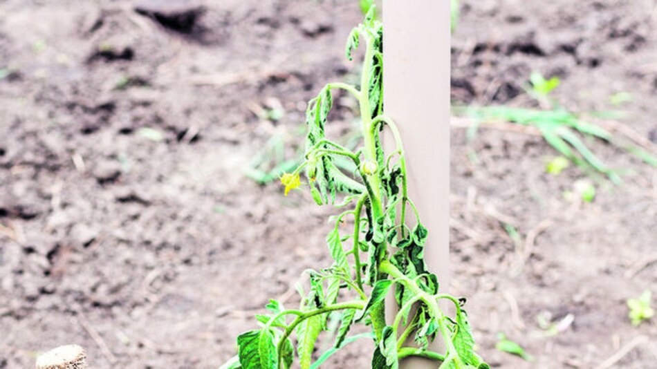 Hongos que afectan la producción agrícola
