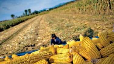 México busca exportar más plátano y cerdo hacia Pekín