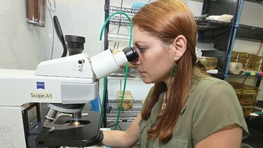 Científica panameña busca salvar a la rana dorada de la extinción