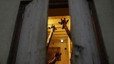 Tras cierre de zoo bonaerense, animales siguen enjaulados