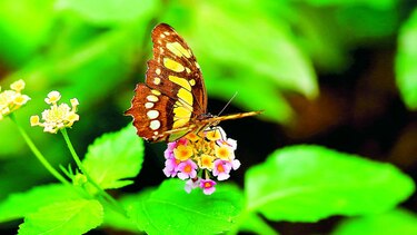 Santuarios de mariposas