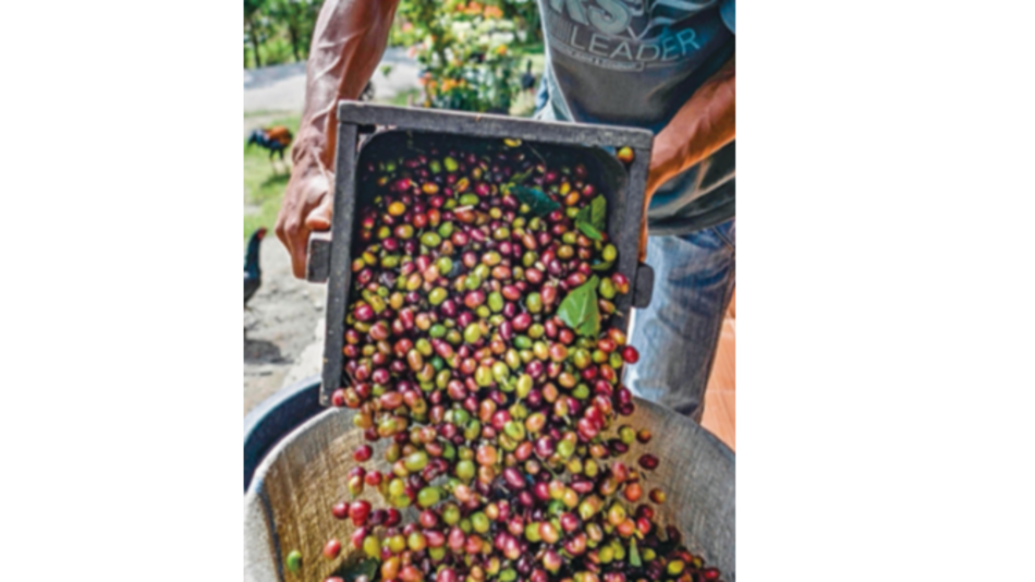 Producción de café colombiana, castigada por la pandemia