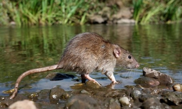 Leptospirosis en Panamá: 63 casos y una muerte en 2024, ¿cómo protegerse?