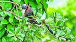 Estudian monos tití en Parque Metropolitano