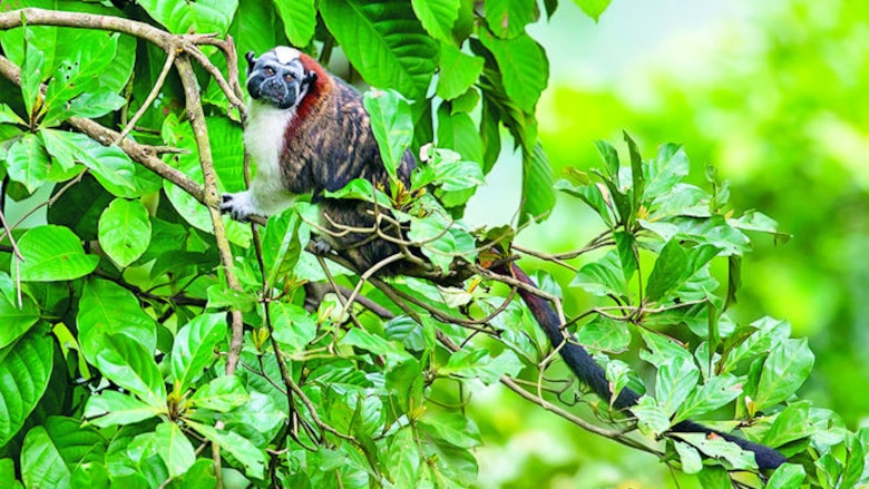 Estudian monos tití en Parque Metropolitano