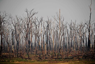 Hasta mil incendios en un día en la Amazonía brasileña en julio de 2020